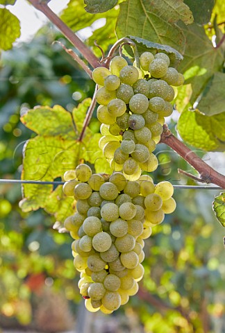 Godello grapes in vineyard of Via Mein San Clodio near Leiro Galicia Spain Ribeiro