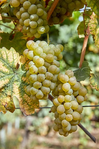 Godello grapes in vineyard of Via Mein San Clodio near Leiro Galicia Spain Ribeiro