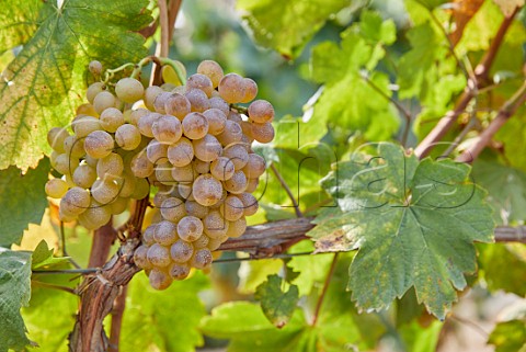 Treixadura grapes in vineyard of Via Mein San Clodio near Leiro Galicia Spain Ribeiro