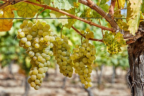 Loureira grapes in vineyard of Via Mein San Clodio near Leiro Galicia Spain Ribeiro