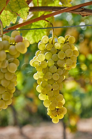 Loureira grapes in vineyard of Via Mein San Clodio near Leiro Galicia Spain Ribeiro