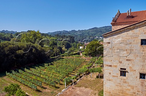 Vineyard in the grounds of the Monasterio de San Clodio Hotel Near Leiro Galicia Spain   Ribeiro
