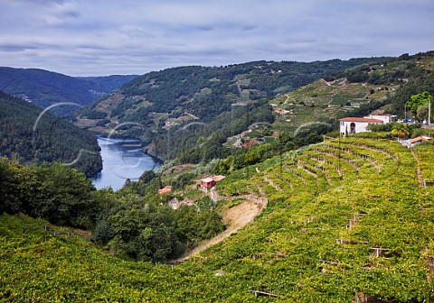 Winery and pergolatrained Albario vineyard of Abada da Cova above the Ro Mio Near Escairn Galicia Spain Ribeira Sacra  subzone Ribeiras do Mio