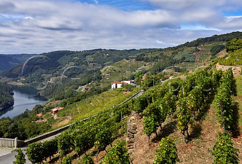 Winery and terraced vineyards of Abada da Cova above the Ro Mio Menca vines in foreground Near Escairn Galicia Spain Ribeira Sacra  subzone Ribeiras do Mio