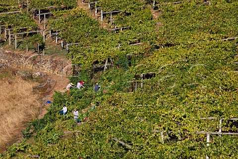 Pickers in pergolatrained Albario vineyard of Abada da Cova Near Escairn Galicia Spain Ribeira Sacra  subzone Ribeiras do Mio