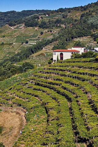 Winery of Abada da Cova with pickers in pergolatrained Albario vineyard Near Escairn Galicia Spain Ribeira Sacra  subzone Ribeiras do Mio