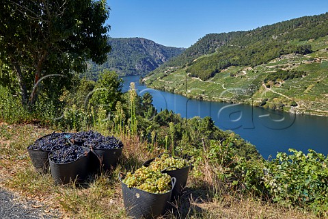 Harvested grapes await collection at the roadside on the south bank of the Ro Sil with vineyards also on the far side of the river Near Parada de Sil Galicia Spain  Ribeira Sacra  subzones Ribeiras do Sil and Amandi
