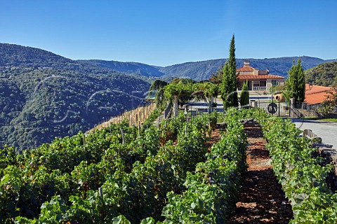 Menca vineyard by winery of Bodegas Regina Viarum Doade Galicia Spain  Ribeira Sacra  subzone Amandi