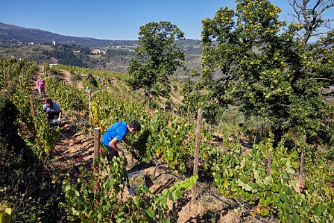 Picking Godello grapes in vineyard of Dominio do Bibei Manzaneda Galicia Spain Ribeira Sacra  subzone QuirogaBibei