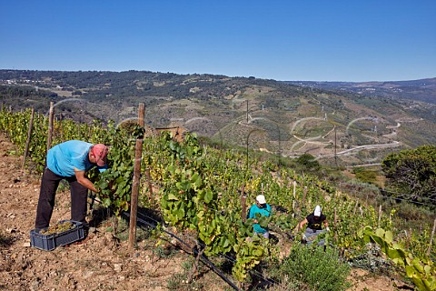 Picking Godello grapes in vineyard of Dominio do Bibei Manzaneda Galicia Spain Ribeira Sacra  subzone QuirogaBibei