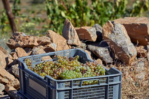 Crate of harvested Godello grapes in vineyard of Dominio do Bibei Manzaneda Galicia Spain Ribeira Sacra  subzone QuirogaBibei