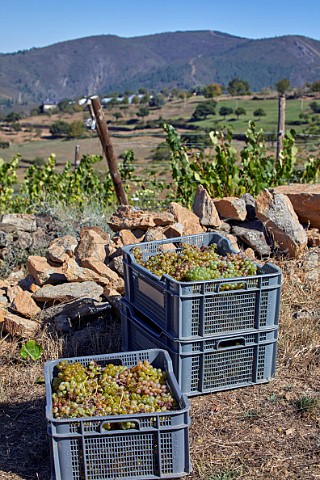 Crates of harvested Godello grapes in vineyard of Dominio do Bibei Manzaneda Galicia Spain Ribeira Sacra  subzone QuirogaBibei