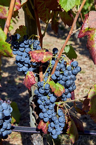 Sousn grapes in vineyard of Dominio do Bibei Manzaneda Galicia Spain Ribeira Sacra  subzone QuirogaBibei