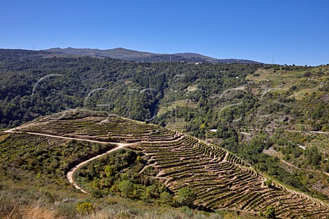 Terraced vineyards of Dominio do Bibei Manzaneda Galicia Spain Ribeira Sacra  subzone QuirogaBibei