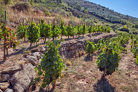 Terraced Menca vineyard of Dominio do Bibei Manzaneda Galicia Spain Ribeira Sacra  subzone QuirogaBibei