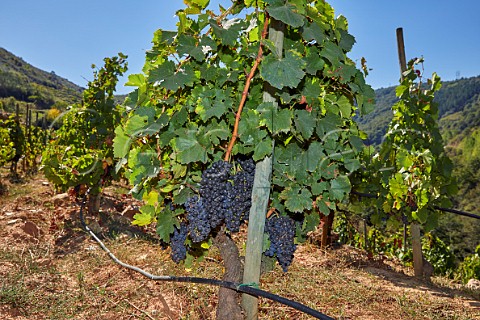 Irrigated Menca vineyard of Dominio do Bibei Manzaneda Galicia Spain Ribeira Sacra  subzone QuirogaBibei