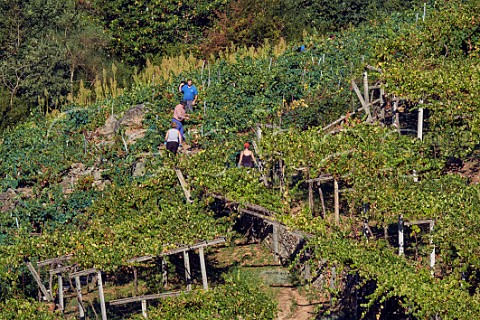 Pickers in pergolatrained Albario vineyard of Abada da Cova Near Escairn Galicia Spain Ribeira Sacra  subzone Ribeiras do Mio
