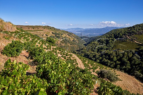 Old Menca vineyards of Descendientes de J Palacios  Corulln Castilla y Len Spain  Bierzo
