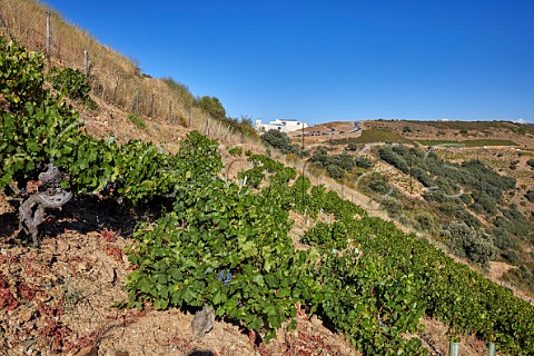 Winery and vineyards of Descendientes de J Palacios  Corulln Castilla y Len Spain  Bierzo