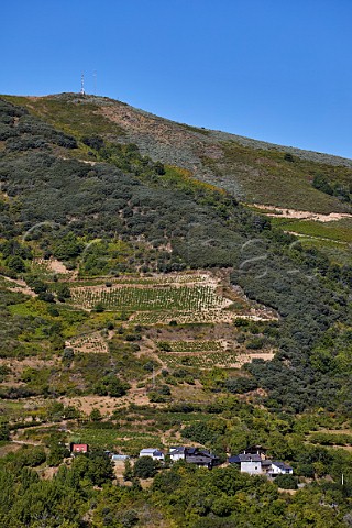 Hillside vineyards at Corulln Castilla y Len Spain  Bierzo