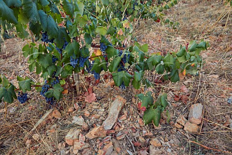 Young vine in schist slate soil in vineyards of Mengoba at Espanillo high in the hills north of Arganza  Castilla y Len Spain  Bierzo