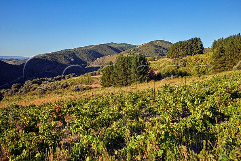 Dawn breaking over old vineyards of Mengoba at Espanillo high in the hills north of Arganza  Castilla y Len Spain  Bierzo