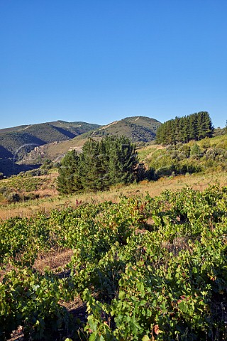 Old vineyards of Mengoba at Espanillo high in the hills north of Arganza  Castilla y Len Spain  Bierzo