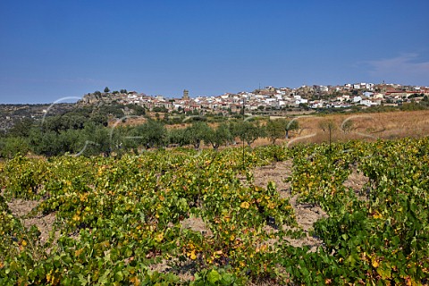 Vineyard and olive trees at Fermoselle Castilla y Len Spain Arribes