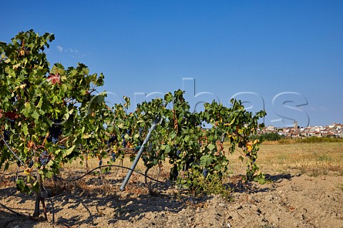 Vineyard at Fermoselle Castilla y Len Spain Arribes
