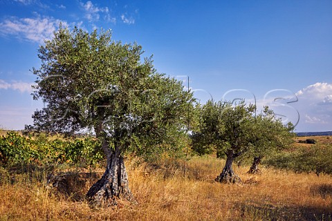 Old olive trees by vineyard at Fermoselle Castilla y Len Spain Arribes