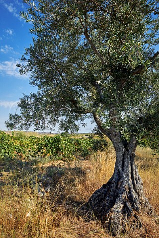 Old olive tree by vineyard at Fermoselle Castilla y Len Spain Arribes