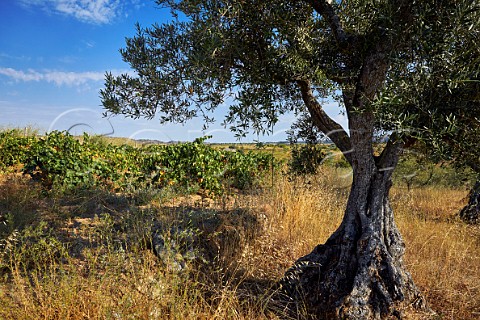 Old olive tree by vineyard at Fermoselle Castilla y Len Spain Arribes