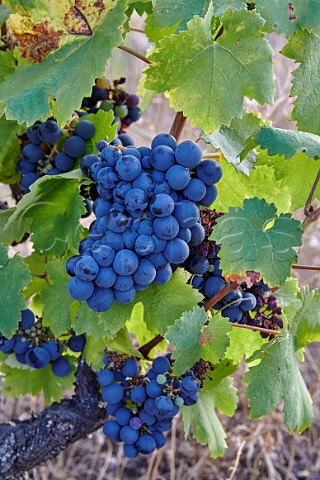 Tinta Jeromo grapes in vineyard of Almaroja  Fermoselle Castilla y Len Spain Arribes