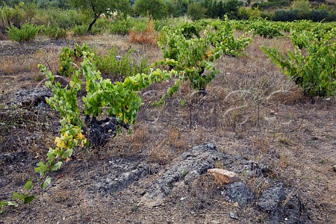 Old vines amongst granite outcrops in vineyard of Almaroja Fermoselle Castilla y Len Spain Arribes