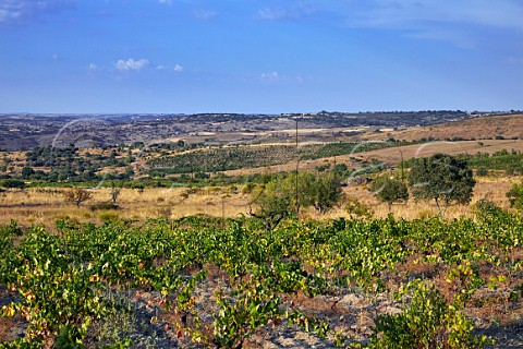 Vineyards of Bodega Frontio at Fermoselle Castilla y Len Spain Arribes