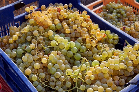 Crates of harvested grapes from vineyard of Almaroja at Villalcampo Castilla y Len Spain Arribes