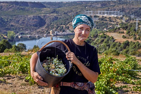 Charlotte Allen picking grapes in vineyard of Almaroja above the Ro Duero and dam at Villalcampo Castilla y Len Spain Arribes