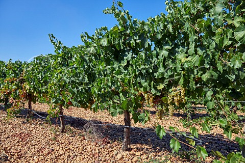Verdejo vineyard of Grupo Valdecuevas on stoney soil at La Pardina Rueda Castilla y Len Spain  Rueda