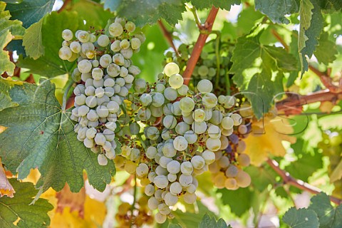 Verdejo grapes in vineyard of Grupo Valdecuevas at La Pardina Rueda Castilla y Len Spain  Rueda