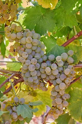Verdejo grapes in vineyard of Grupo Valdecuevas at La Pardina Rueda Castilla y Len Spain  Rueda