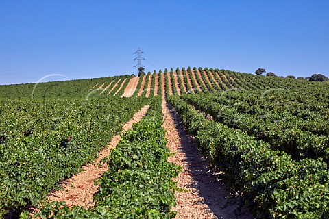 Verdejo vineyard at Serrada Castilla y Len Spain  Rueda