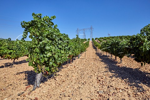 Verdejo vineyard at Serrada Castilla y Len Spain  Rueda