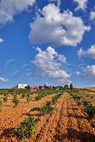 Bodegas Elias Mora and Tinta de Toro vineyard San Romn de Hornija Castilla y Len Spain  Toro