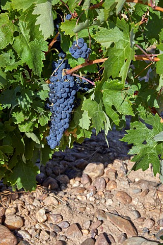 Bunch of Tinta de Toro grapes in vineyard of Bodega Liberalia Toro Castilla y Len Spain Toro