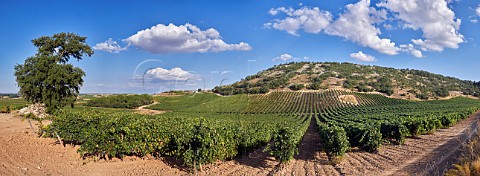 Vineyards of Bodegas Cepa 21 Castrillo de Duero Castilla y Len Spain  Ribera del Duero