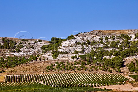 Vineyards on limestone soil near Pesquera de Duero Castilla y Len Spain  Ribera del Duero