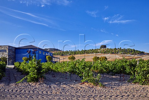 Winery and vineyard of Pago de Ina Olivares de Duero Castilla y Len Spain  Ribera del Duero