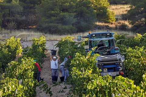 Picking Tinto Fino grapes in vineyard of Pago de Carraovejas Peafiel Castilla y Len Spain Ribera del Duero