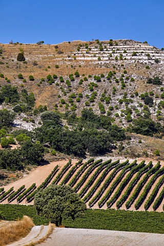Vineyards of Bodegas Aalto on limestone soil Quintanilla de Arriba Castilla y Len Spain Ribera del Duero