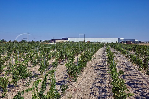 Winery and vineyard of Torres at Fompedraza Near Peafiel Castilla y Len Spain Ribera del Duero